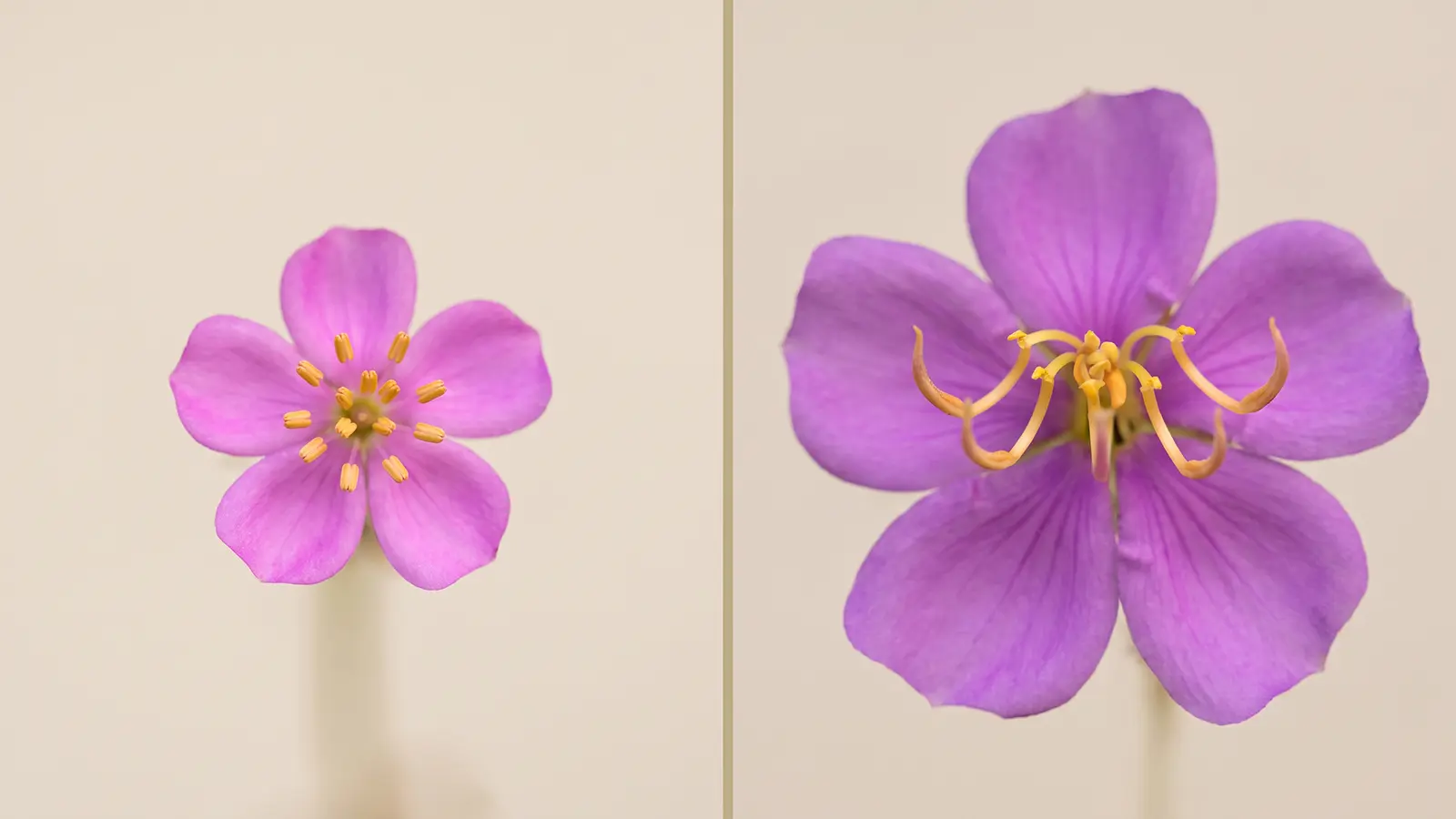 Side-by-side comparison of an authentic Heen Bovitiya flower and a larger look-alike species
