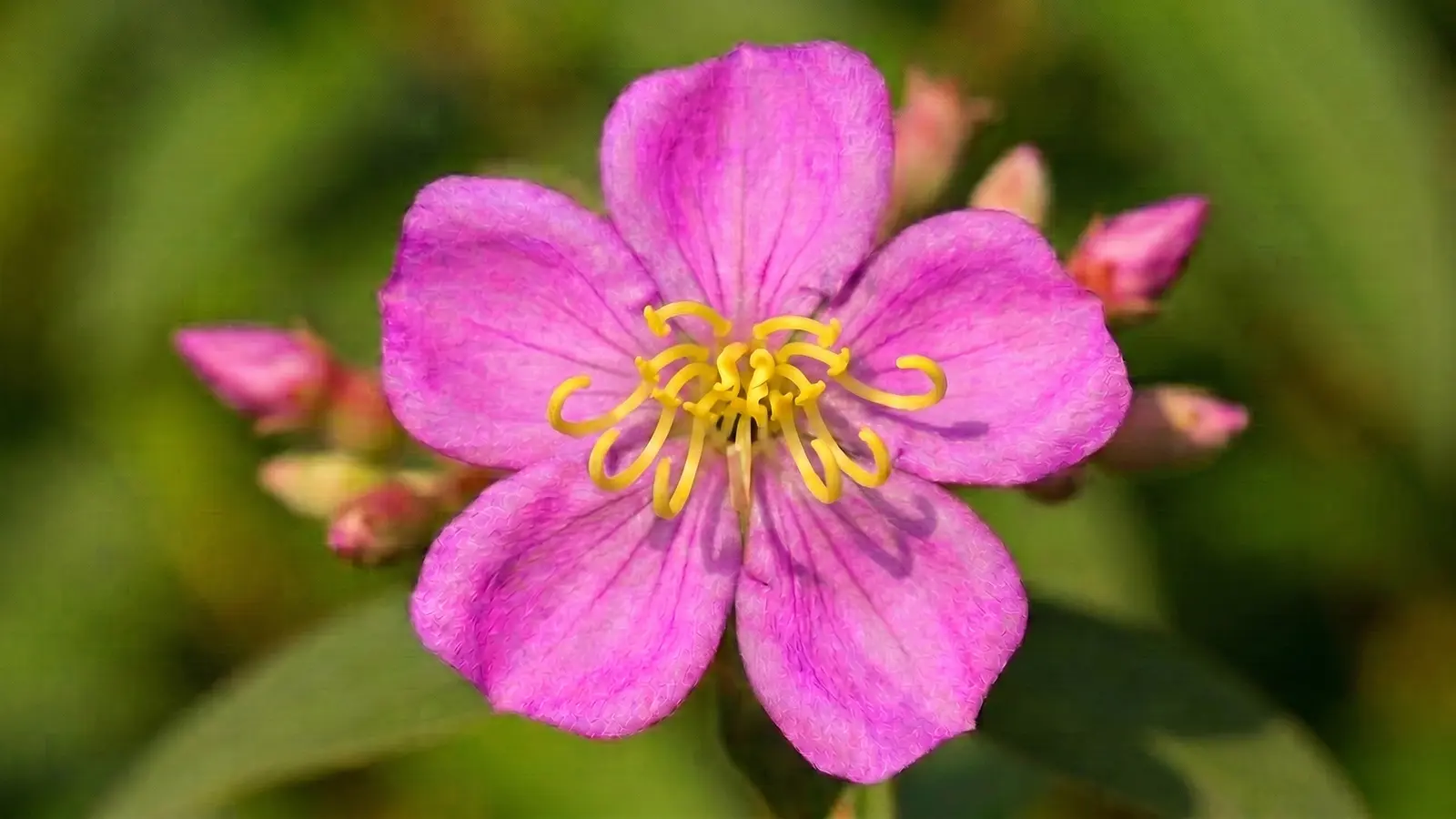 Close-up of a Heen Bovitiya (Osbeckia octandra) flower, the plant behind heen bovitiya health benefits