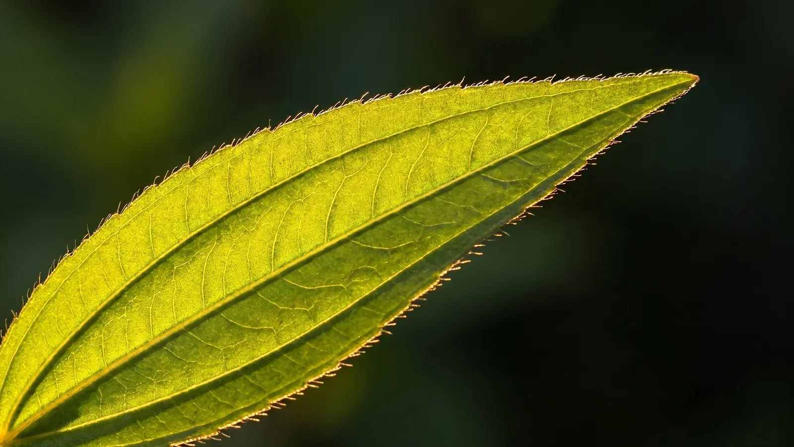 Backlit Heen Bovitiya leaf showing its three main veins, symbolizing antioxidant strength