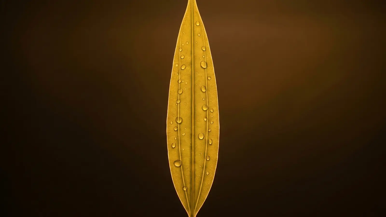 Backlit Heen Bovitiya leaf with three converging veins glowing warmly, symbolizing antioxidant strength