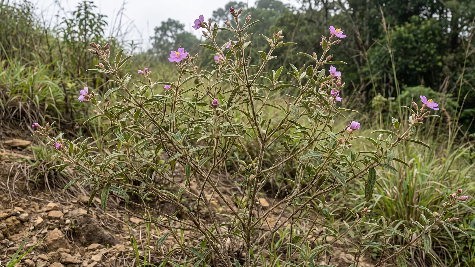 Heen Bovitiya (Osbeckia octandra) shrub growing wild on a Sri Lankan hillside