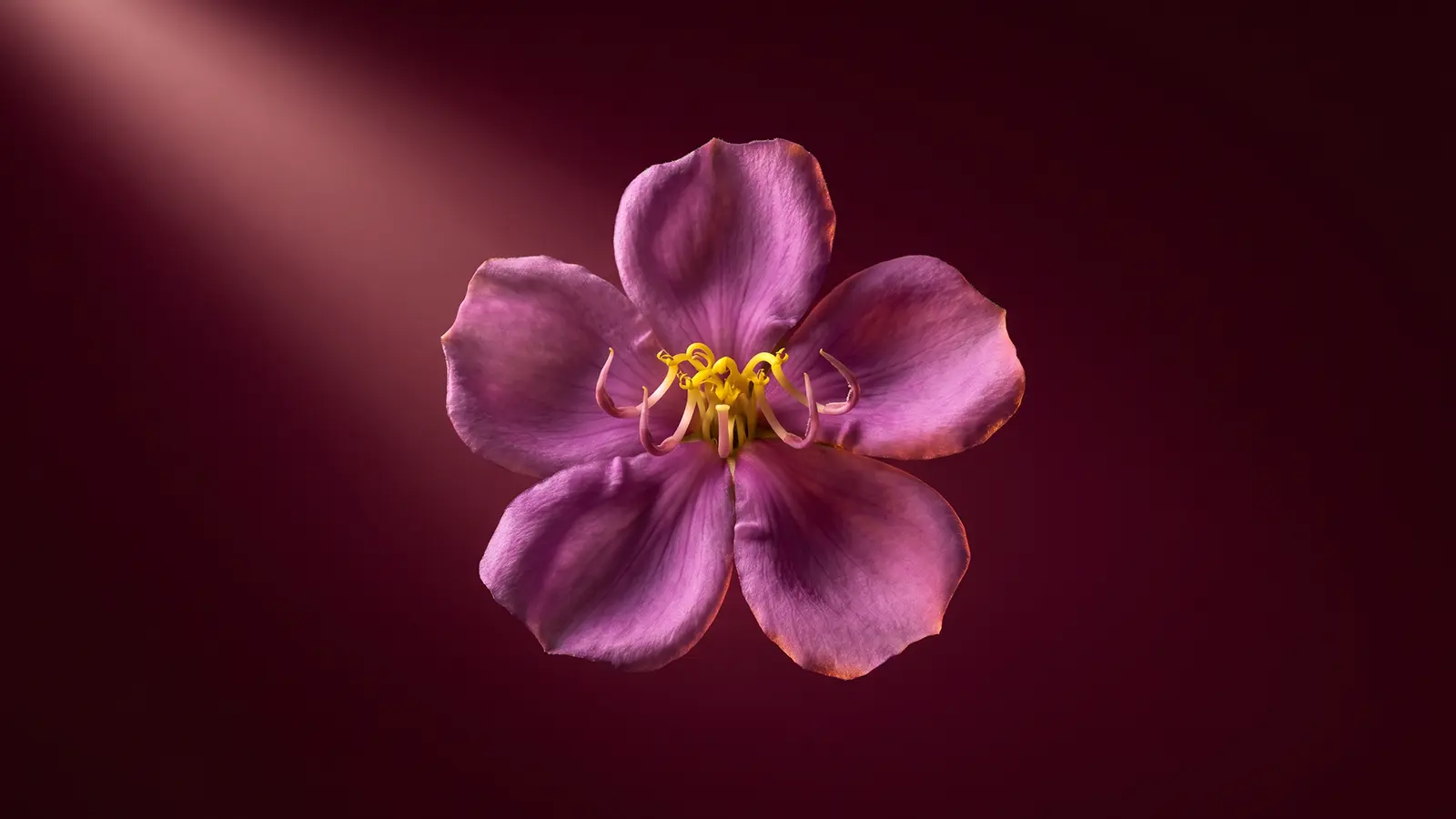 Heen Bovitiya benefits: bold portrait of the purple-pink flower with curled yellow stamens